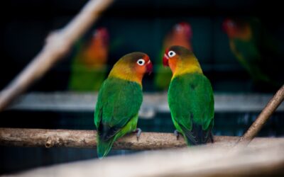 ZOO Bošovice: Papouščí ráj