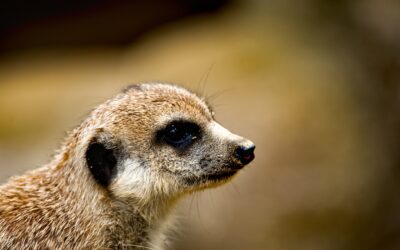 ZOO Liberec: Návštěva u bílých tygrů