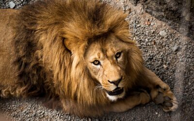 ZOO Plasy: Cesta kolem světa