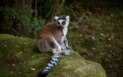 ZOO Plzeň: Fauna uprostřed flory