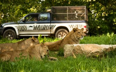 ZOO Dvůr Králové: Audience u lvího krále